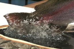 trout splashing close-up