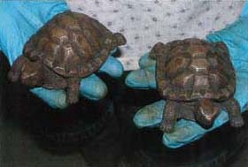 turtles